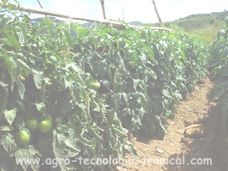 Tutoraje de tomate